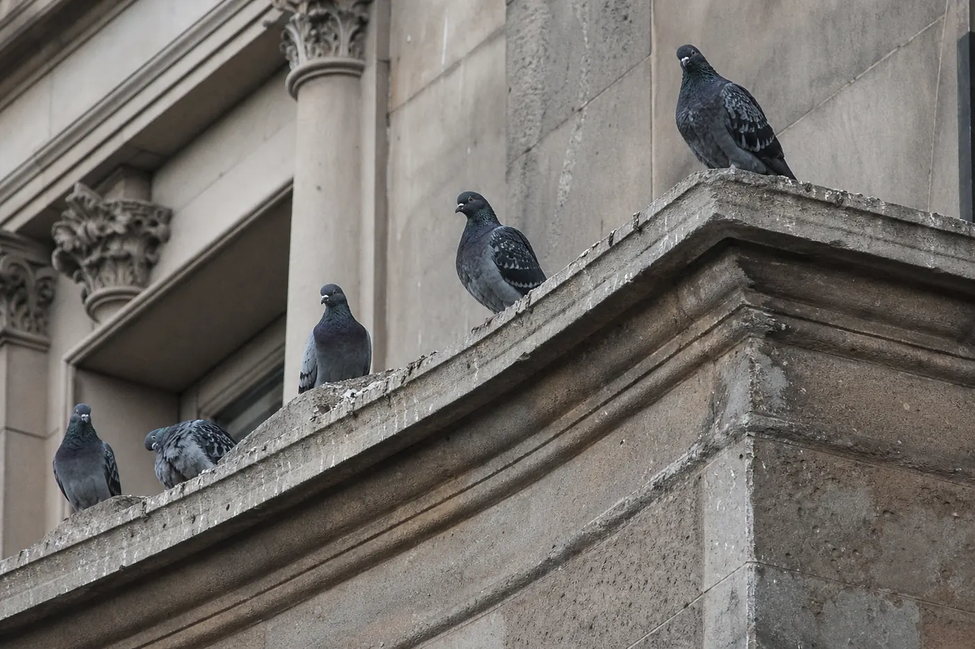 Control de aves en Mataró