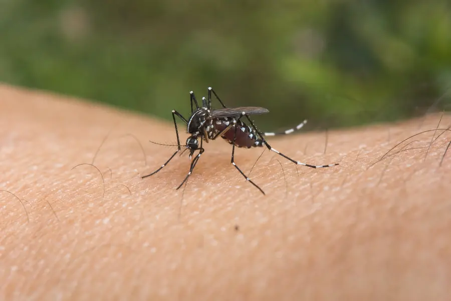 Tratamiento de mosquitos en Mataró — Fumigaciones Mataró