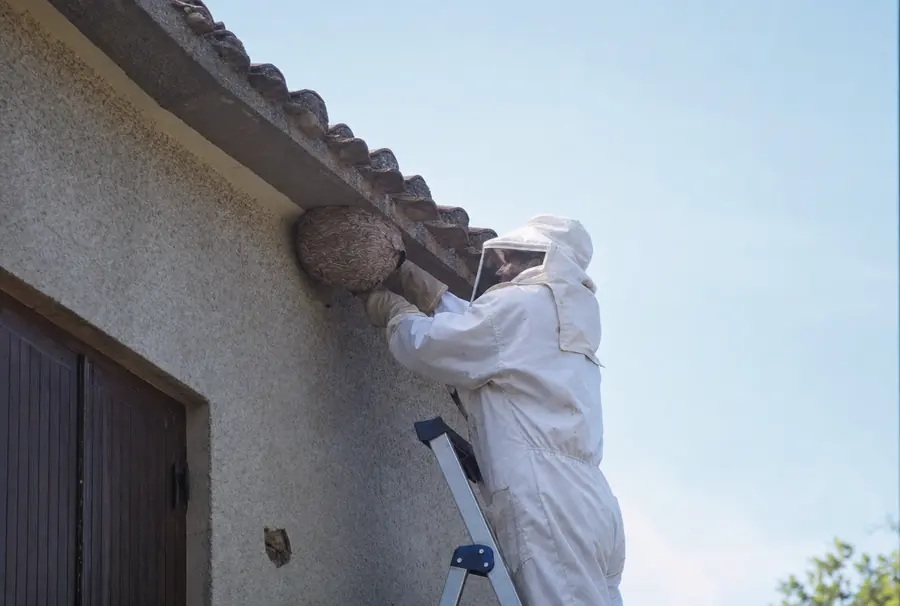 Retirada de nidos de avispas en Mataró — Fumigaciones Mataró
